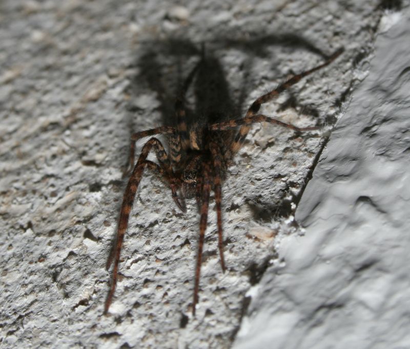 thumb_1213836159_02_spinne.jpg